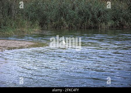 Der Regionale Naturpark „Litorale di Ugento“ in Apulien verfügt über Sandstrände, Feuchtgebiete hinter den Dünen, Sümpfe, Wälder und mediterrane Macchia. Stockfoto