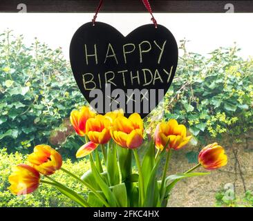 Ein Strauß rosa-gelber Tulpenblüten und ein Happy Birthday-Schild, auf einer hängenden herzförmigen Tafel vor einem Innenfenster gekreidet. Stockfoto