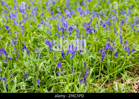 Englisch Bluebell, hyazinthaceae non-scripta, spring time, Bourne Woods, Lincolnshire, England. Stockfoto