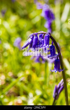 Englisch Bluebell, hyazinthaceae non-scripta, spring time, Bourne Woods, Lincolnshire, England. Stockfoto