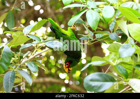 Papagei Juan 2 Stockfoto