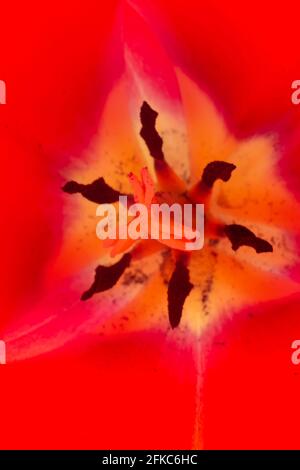 In Blume Stockfoto