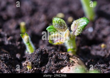 Keimender Kartoffelkeimling der frühen Rosenblütenart, kleine grüne Triebe mit haarigen Blättern und weißen Wurzeln, die aus der Samenkartoffel kommen Stockfoto