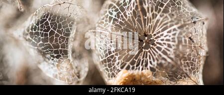 Abstrakter Webbanner-Hintergrund mit Macro physialis Fruit trocken verwitterter Husk Lace-Textur, ein Konzept für die Vergehen von Zeit und Fragilität des Lebens Stockfoto