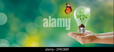 Menschliche Hand hält Pflanze glüht in der Glühbirne mit Schmetterling auf grünem Hintergrund. Denken Sie grün, Energiesparend, Innovation, Grüne Ökologie Energie, ein Stockfoto