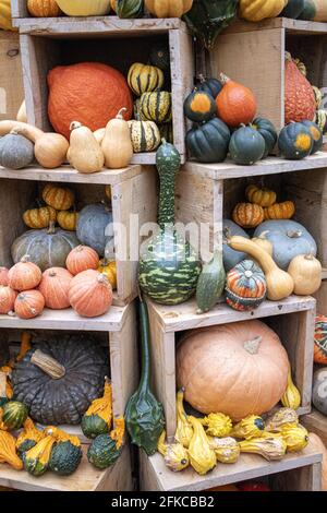 Eine farbenfrohe Herbstdarstellung mit Kürbissen, Kürbissen und Kürbissen Stockfoto