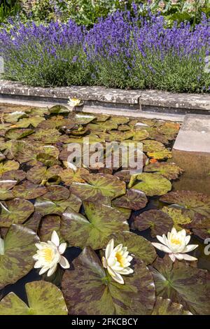 Gelbe Seerosen in einem von Lavendel gesäumten Teich. Stockfoto