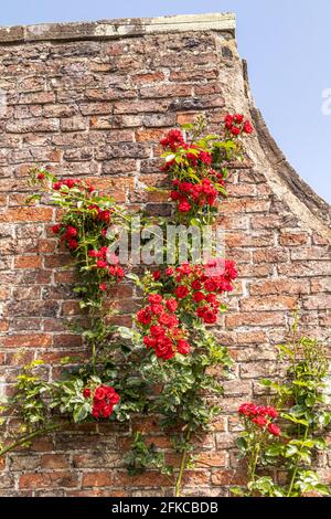 Eine rote Wanderrose (Rosa Super Elfin) Wächst auf einer alten Ziegelmauer Stockfoto