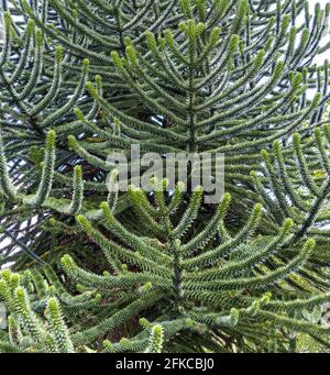 Nahaufnahme eines Affen-Puzzlebaums Stockfoto