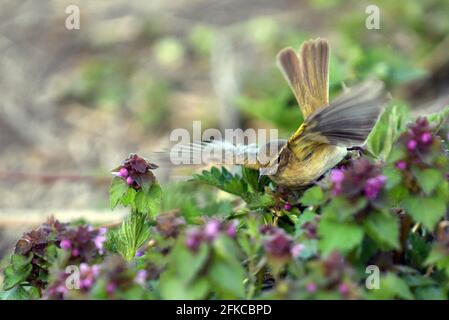 KIEW, UKRAINE - 29. APRIL 2021 - Auf dem Zweig Kiew, der Hauptstadt der Ukraine, Thront Eine gemeinsame Chiffchaff. Stockfoto