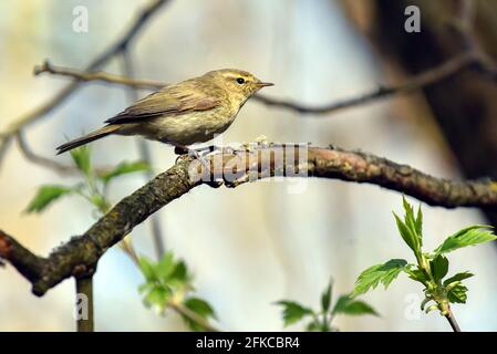 KIEW, UKRAINE - 29. APRIL 2021 - Auf dem Zweig Kiew, der Hauptstadt der Ukraine, Thront Eine gemeinsame Chiffchaff. Stockfoto