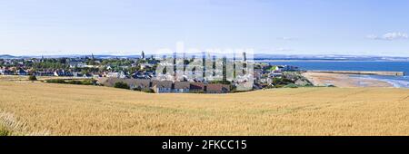 Ein Panoramablick auf ein Haferfeld, das oberhalb von St Andrews, Fife, Schottland wächst - Dieses Bild wurde aus 7 hochauflösenden Bildern erstellt, die nahtlos ineinander übergehen Stockfoto