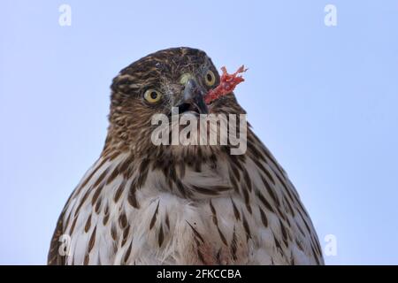 Cooper's Hawk, Accipiter cooperii, Kopfschuss beim Essen mit Tierknochen im Schnabel Stockfoto