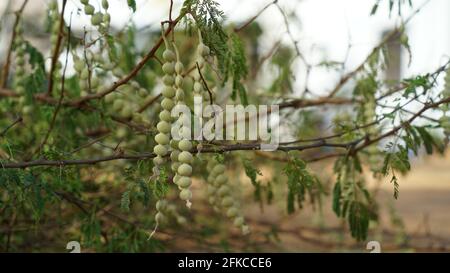 Akazie oder Styphnolobium japonicum Baumfrüchte in unreifer Phase. Lange Muster Knospen Blüten von Kikar Baum. Stockfoto