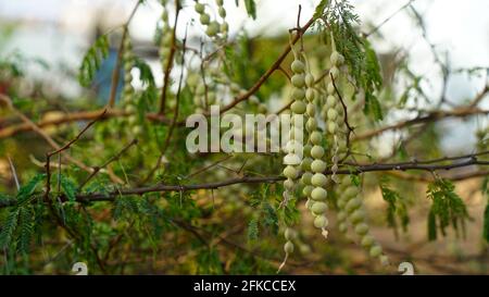 Blühende Knospen Leguminosen von Arabia Gum oder Akazienbaum mit grünen Blättern. Tropische Pflanze Babool mit aufkeimenden Blüten nickt. Stockfoto