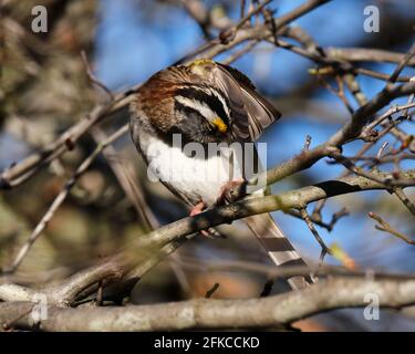 Ein Weißkehlspatzen, Zonotrichia albicollis, thront auf Ast preening Flügel Federn Stockfoto