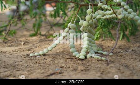 Lange hängende abgeflachte Bohnen aus Akazie oder Babool mit attraktiven grünen Blättern. Babool oder Acacia Leguminosen Bohnen Nahaufnahme. Stockfoto