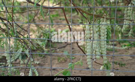 Hängende Knospen Blüten von Akazie oder Babool Pflanze hinter dem Eisenzaun. Tropische Bohnen aus Akazie mit Blumennicken. Stockfoto