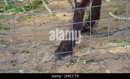 Makroaufnahme der Hufe einer braunen Ziege. Nahaufnahme von Pelzen und Reifen der Capra-Ziege hinter dem Eisenzaun. Stockfoto