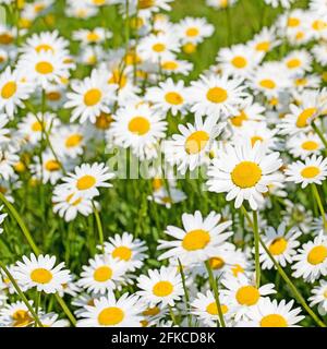 Blühende Marguerite, Leucanthemum, im Frühjahr Stockfoto