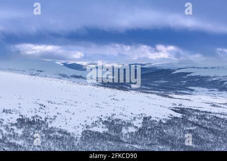 Wald mit Birken im Schnee im Dovrefjell-Sunndalsfjella Nationalpark im Winter, Norwegen Stockfoto