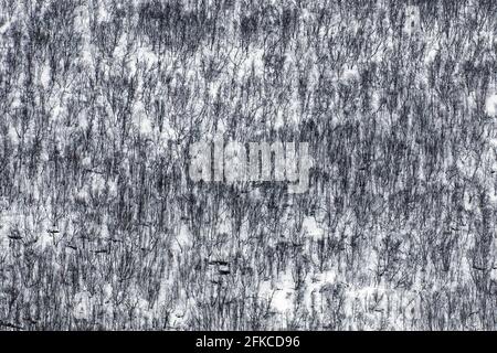 Abstraktes Foto mit Luftaufnahme über Birken in der Schnee der Taiga / borealer Wald im Winter Stockfoto