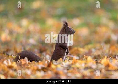 Alert Eurasisches Rothörnchen (Sciurus vulgaris) Auf der Suche nach Gefahren auf dem Boden im Blattstreu Der Waldboden im Herbstwald Stockfoto