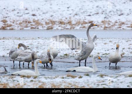 Singschwäne (Cygnus cygnus) Erwachsene mit Jugendlichen versammeln sich im Winter im Teich Stockfoto