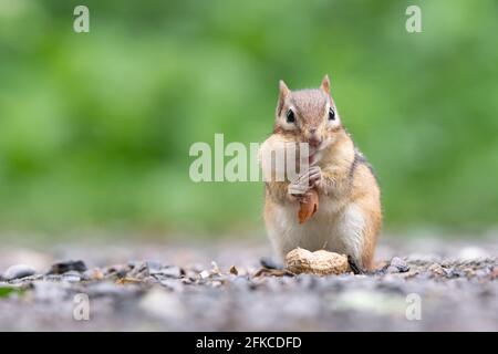 Ein Eastern Chipmunk stopft im Lynde Shores Conservation Area in Whitby, Ontario, eine Erdnuss in seine Wangenbeutel. Stockfoto