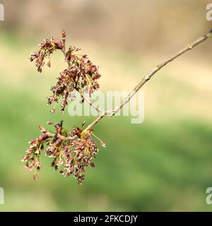 Blume einer flatternden Ulme (Ulmus laevis) Im Frühjahr am Elbufer bei Magdeburg Stockfoto