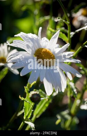 Große weiße Gänseblümchen, Leucanthemum × superbum oder Shasta Daisy Stockfoto