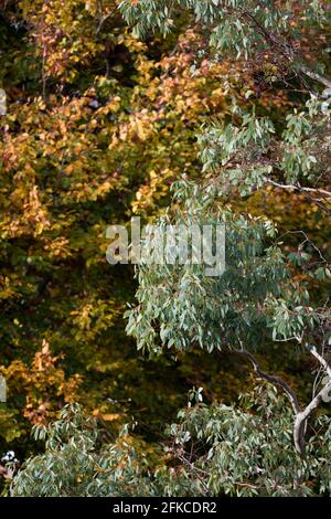 Eukalyptusbaum vor einem dezidösen Baumhintergrund im Herbst in einem Garten. England, Vereinigtes Königreich Stockfoto