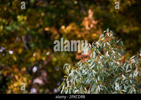 Eukalyptusbaum vor einem dezidösen Baumhintergrund im Herbst in einem Garten. England, Vereinigtes Königreich Stockfoto