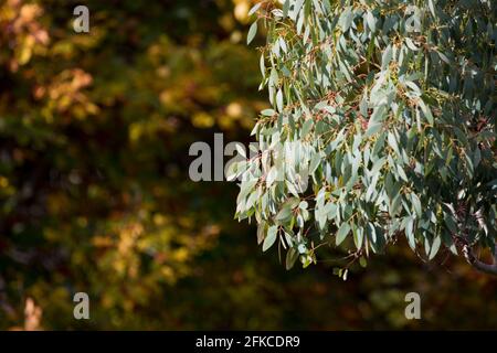 Eukalyptusbaum vor einem dezidösen Baumhintergrund im Herbst in einem Garten. England, Vereinigtes Königreich Stockfoto