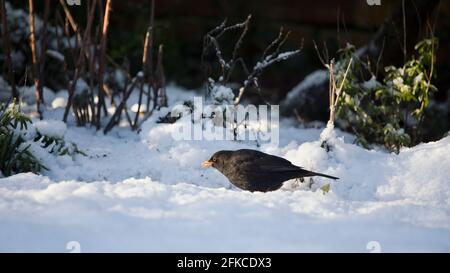 Schwarzvögel Turdus merula im Schnee in einem Garten in England, Großbritannien Stockfoto