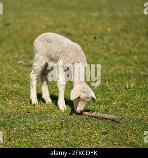 Alleinerziehend neugeborenes Lamm auf einer Wiese im Herrenkrugpark in der Nähe Magdeburg in Deutschland Stockfoto