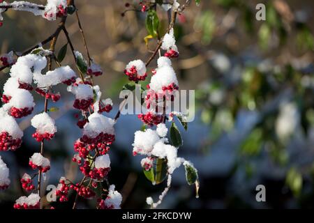 Rote Beeren hängen im Winter von einem Baum in einem Garten, England, Vereinigtes Königreich Stockfoto