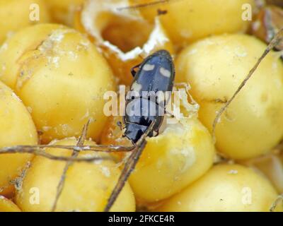 Maiskolben und Körner, die durch den vierfleckigen Saftkäfer Glischrochilus quadrisignatus (Nitidulidae) beschädigt wurden. Stockfoto