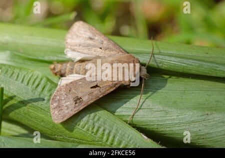 Eulenmotte Noctuidae om Mais, Maispflanze. Raupen seines Insekts sind Schädlinge der meisten Kulturen. Stockfoto