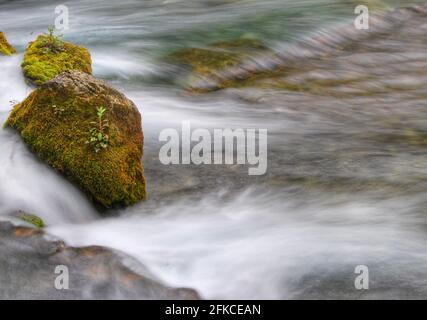 Moos bedeckter Felsbrocken in der Provence Stockfoto