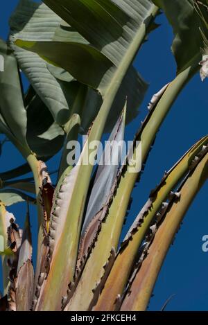 Detail und Nahaufnahme eines Bananenbaums mit grünen Blättern Gegen einen blauen Himmel Stockfoto