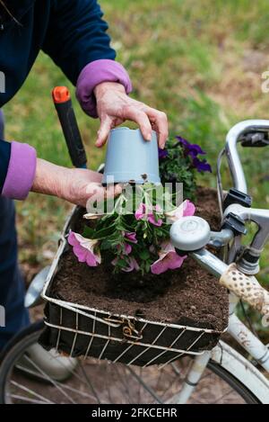 Gärtner pflanzt hängende Petunia-Blumen in einen Korb auf einem alten Fahrrad. Stockfoto