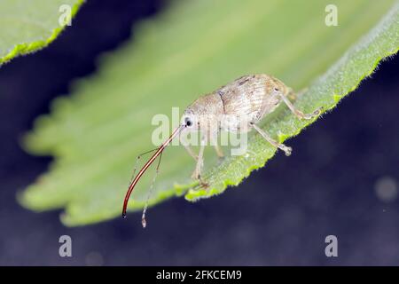 Käfer von Acorn weevil Curculio glandium auf Eiche ein Blatt. Die Larven entwickeln sich in der Eichel Stockfoto