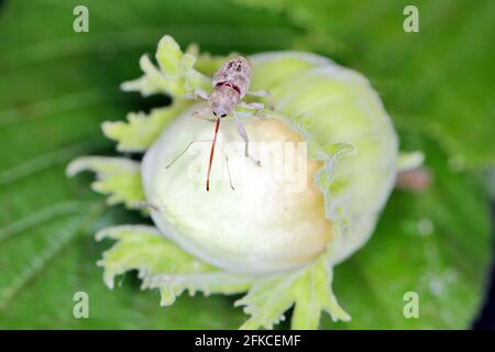 Haselnussweevil - Curculio Nucum auf Haselnuss. Stockfoto