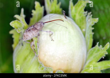 Haselnussweevil - Curculio Nucum auf Haselnuss. Stockfoto