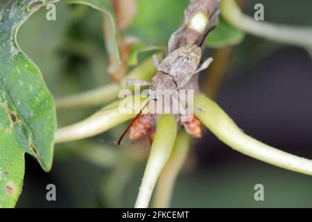 Käfer von Acorn weevil Curculio glandium auf Eiche ein Blatt. Die Larven entwickeln sich in der Eichel Stockfoto