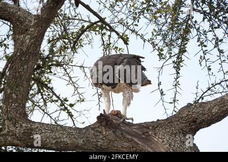 Martial Eagle (Polemaetus bellicosus) in einem Baum in der Maasai Mara, Kenia Stockfoto