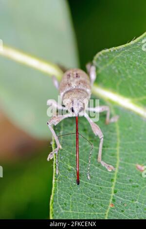 Käfer von Acorn weevil Curculio glandium auf Eiche ein Blatt. Die Larven entwickeln sich in der Eichel Stockfoto