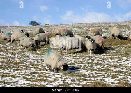 Eine Herde von Swaledale Schafen im Winter im Schnee. Yorkshire Dales England Stockfoto