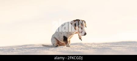 Kleiner dreifarbiger 12 Jahre alter gefrorener Jack Russell Terrier Hund läuft im Winter über eine verschneite Wiese. Hund hat kalte Füße. Stockfoto